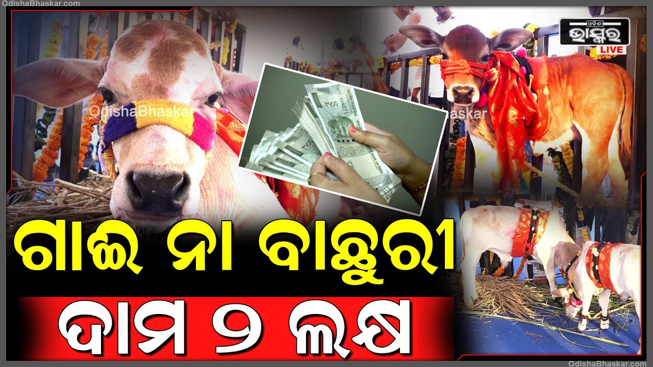 ଭାରତର ସବୁଠୁ କ୍ଷୁଦ୍ରତମ ଗୋ ପ୍ରଜାତି, ଉଚ୍ଚତା କମ୍ ହେଲେ ଦାମ ଶୁଣିଲେ ହୋଇଯିବେ ଆଶ୍ଚର୍ଯ୍ୟ
