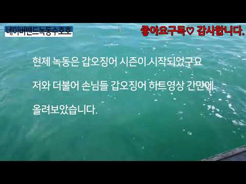 2019 갑오징어 시즌스타트~