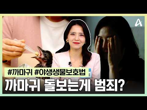 [#행복한아침] "까마귀 불쌍해서 키웠더니..." 벌금 70만 원 판결받은 황당한 사연 | 행복한 아침 1897회