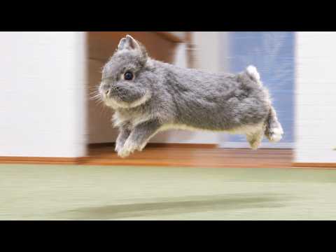 朝5時になると目覚まし代わりに飼い主の前で飛び跳ね始めるうさぎ【No.2058】