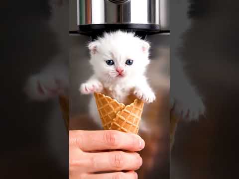 #cat #cats #meow #shorts