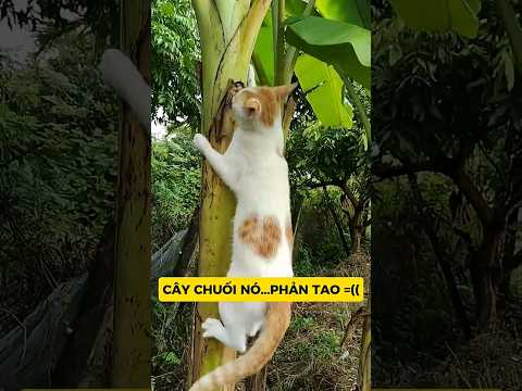 NGÃ CÂY CHUỐI! NẮNG TRẢ THÙ, MÔNG KHÔNG YÊN 🤣 #meo #vutrudramameo #haihuoc #xuhuong #dongvat