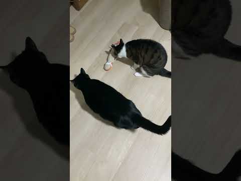 うしろ足爪みがきに興奮して猫ぐるりん攻撃#shorts