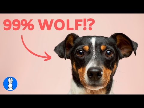 10 MOST Interesting DOG FACTS You Didn't Know