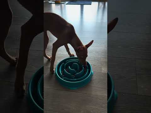 How to Stop Your Puppy From Eating Too Fast 🧠