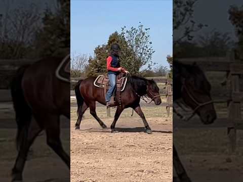 Oh how I love this horse 😍🔥 12th ride on Titan and he’s really figuring it out!! ❤️ #mustanghorse