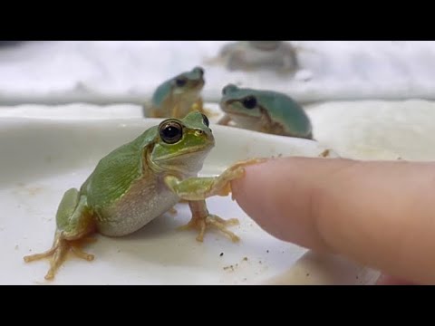 握手してくれるのかと思ったら違った