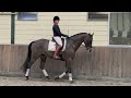 Dressage horse Zeer talentvol en prachtig Dressuurpaard