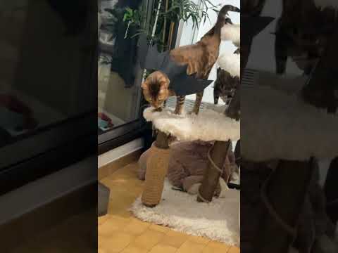 Halloween Time voltaire !!!