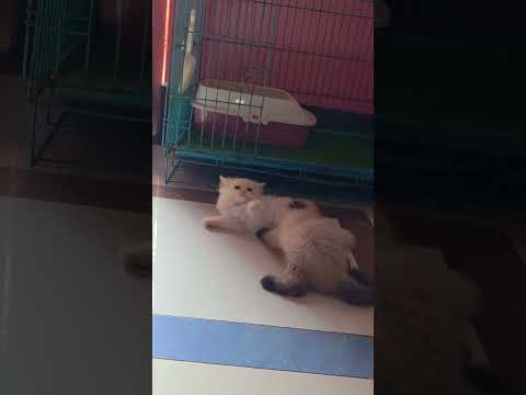 #catfighting #petvlog #playtime #cat #rajaranivlog #viralvideo #cutecat #kitten #catvideo #petlover