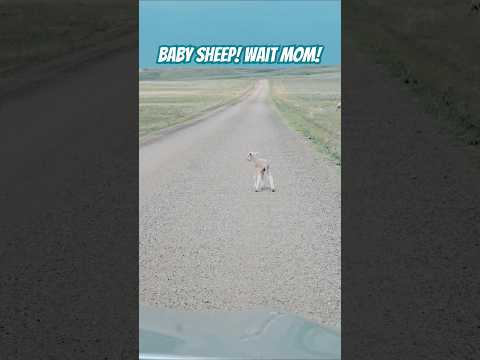 #baby #sheep #wyoming #nature #peaceful #adventure