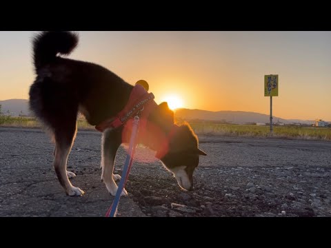 綺麗な夕陽と出会えた犬【A dog that lets you encounter a beautiful sunset】