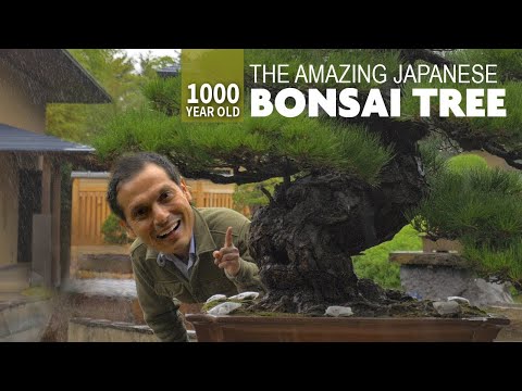 1000 Year Old Japanese Bonsai Tree Adventure ? ONLY in JAPAN