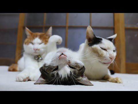 さばじろうのヘソ天ポーズを楽しむ動画 サムネイル