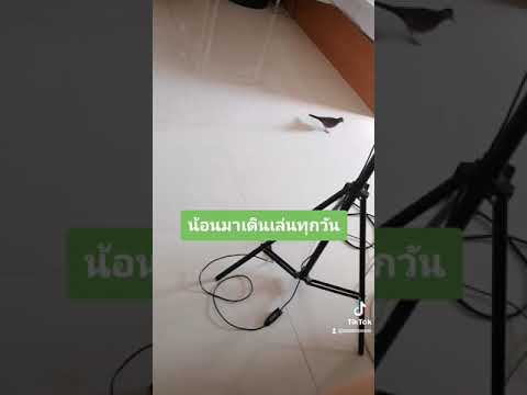 นกเขาไม่ใช่นกเรา นกเขาไม่ใช่นกเรา