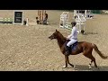 障碍赛马匹 4yo ZIROCCO x CONCORDE