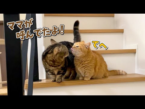 猫の動画サムネイル - ママの代わりに兄猫を呼びに行ってくれる弟猫が可愛すぎる！