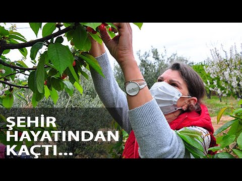 Şehir Hayatından Kaçan Kadın Girişimci, Yılda 20 Ton Kiraz Satıyor