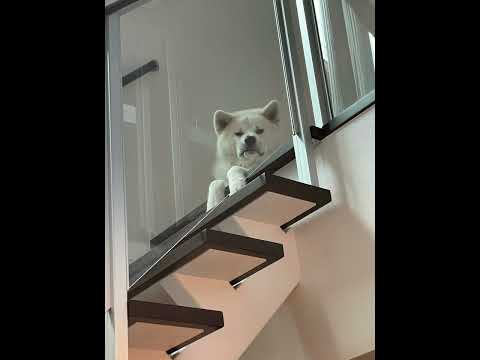 #akitainu 秋田犬がみてる。