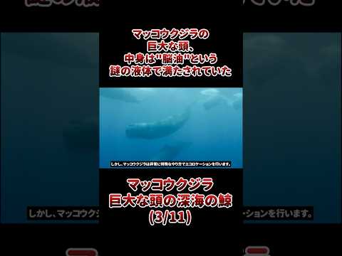 マッコウクジラの巨大な頭、中身は"脳油"という謎の液体で満たされていた