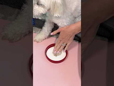 Making a statue of my dog’s paw for his birthday!!