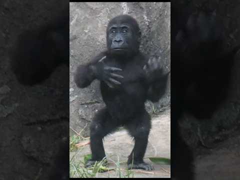 犬の動画サムネイル - baby #gorilla 💕🥰😍 #gorillatag #金剛猩猩 #台北市立動物園 #shorts