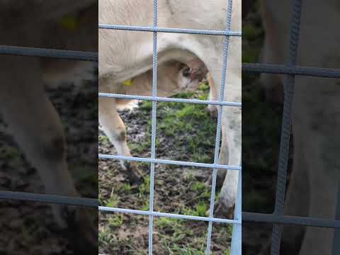 Adorable Calf Drinks Milk from Her Loving Mother Cow | Heartwarming Farm Life