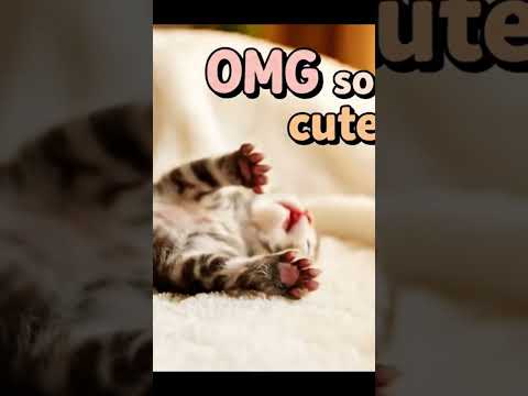 1-Week-Old Kitten Being Adorably Funny 😂