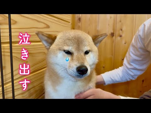 派手に遊んだ旅行の後に待ち受けていたお風呂に大泣きして取り乱す柴犬