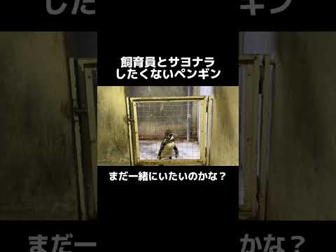 明日も飼育員さんに会えるでしょ！#shorts