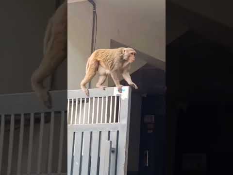 #monkey#animal#naughty