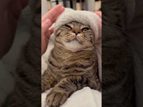猫の動画サムネイル - 毛布で包むとすぐに寝てしまう赤ちゃん猫に...笑 #shorts #猫 #cat