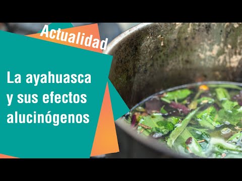 La ayahuasca y sus efectos alucinógenos | Actualidad