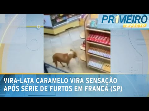 Vira-lata caramelo rouba três lojas em menos de um mês em Franca (SP) | Primeiro Impacto (30/01/24)
