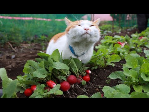 猫の動画サムネイル - ちろぽんと二十日大根を収穫して産直へ　250604