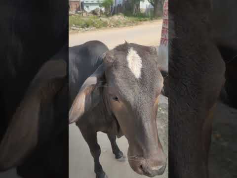 हरियाणा नस्ल की सुंदर बछड़ीblack Haryana hifer #हरियाणा_नस्ल #haryanabreed #cow