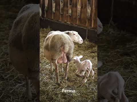 🥛 300–400 litri de lapte pe lactație la oile din rasa Lacaune! 🐑
