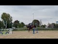Show jumping horse MOET WEG Super knappe topper te koop!