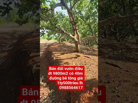 bán đất vườn điều đất đỏ 3zan dt 9800m2 xã phú trung phú riêng bình phước cũ Lh 0988564617
