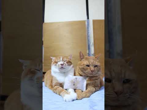 焼きくるみ餅と猫たちのほっこり動画｜癒しと笑顔をお届けします サムネイル