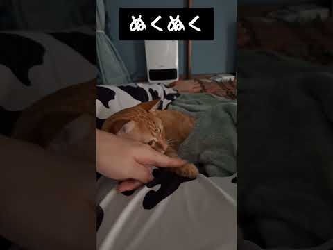 ママ×毛布×ヒーターでぬくぬくのネッコ🐱 #猫 #かわいい