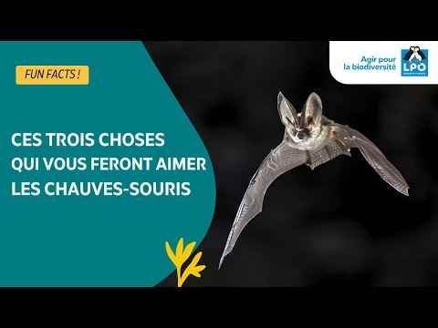 Chauve souris et idées reçues