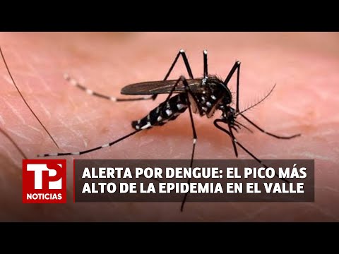 Alerta por Dengue: el pico más alto de la epidemia en el Valle I31.01.2024I TP Noticias