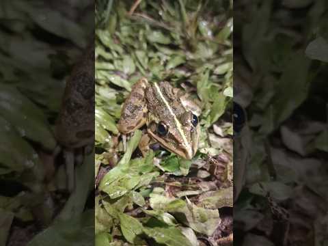 🤗🤗yah Hai Chhota Mota cute mendhak ka baccha|| #frog #animals #froggy #shorts