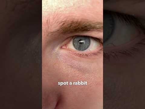 Seeing Through <strong>Animal</strong> Eyes 👀