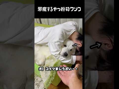邪魔する奴は徹底的に粉砕する愛犬　#greatpyrenees #大型犬 #大型犬のいる生活 #大型犬と暮らす #グレートピレニーズ #犬のいる生活 #愛犬 #癒し #可愛い