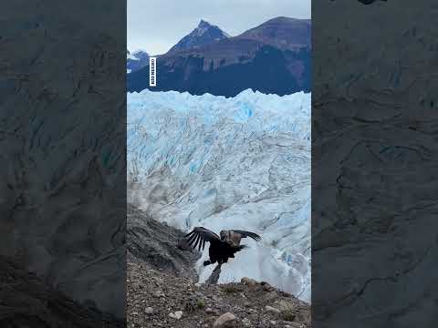 ¡Imponentes! Un cóndor posó frente al Glaciar Perito Moreno