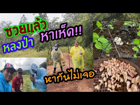 ซวยแล้ว-หาเห็ดหลงป่า-หากันไม่เ ซวยแล้ว-หาเห็ดหลงป่า-หากันไม่เ