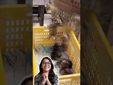 Cute cat compilation #short # viral # trending