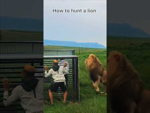 How to hunt a lion ðŸ˜‚ðŸ˜‚ xploit comedy #xploitcomedy #youtubeshorts